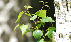 16. Betula alba