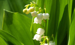 24. Convallaria majalis