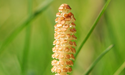 32. Equisetum arvense