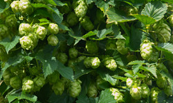 41. Humulus lupus