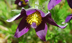 57. Pulsatilla pratensis