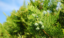 69. Thuja occidendalis