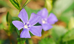 86. Vinca minor