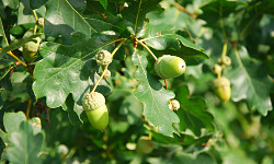 89. Quercus ruber