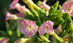 90. Nicotiana tobacum