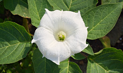 92. Datura Stramonium